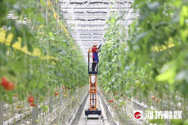 农业技术咨询：破除误区，精准发力