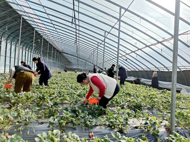 农作物种植技术误区警示：避开常见陷阱